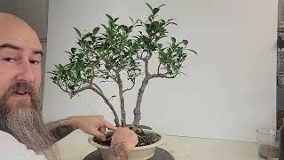 Ficus microcarpa Tiger bark no2 [upl. by Madelaine]