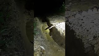 Large Bushmaster Snake Spotted at Night  ViralHog [upl. by Brott]