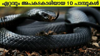 മുന്നിൽ പോയാൽ പൊടിപോലും കിട്ടില്ല 😮 Top 10 Venomous Snakes In Malayalam  Facts Channel Malayalam [upl. by Rennerb]