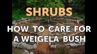 How to Care for a Weigela Bush [upl. by Pernas]