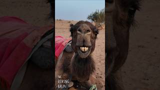 Camels of The Sahara MOROCCO [upl. by Blackman]