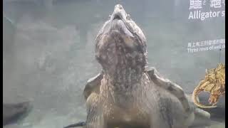 ALLIGATOR SNAPPING TURTLE TAIPEI ZOO TAIWAN asmr SHORT VEDIO [upl. by Kinch]