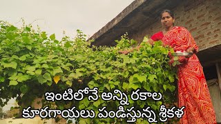 sriklla is growing all kind of vegetables in our house gunti nagaraju youtube channel [upl. by Dutchman413]