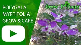 Polygala myrtifolia  grow and care [upl. by Faxen]