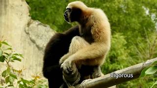 Funny Hoolock Gibbons at Delhi Zoo [upl. by Thia]