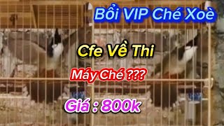 2810  VIP 9 Siêu Phẩm Chào Bổi VIP Cfe Và Thi Xoè Mềm  Nết Đấu Xoè Ché Quá Tàn Sát Và Mãn Nhãn [upl. by Oiredised]