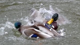 Mallard Ducks Fighting [upl. by Ekaj]