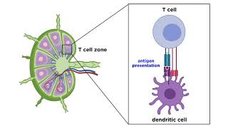 Structure and Immune Function of the Lymphatic System [upl. by Viviyan]