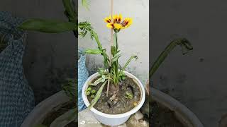 Verbena plant Gazania plant care tips ☘️☘️☘️ [upl. by Attehcnoc838]