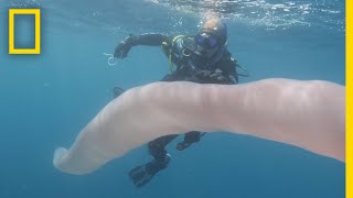 Mysterious Sea Worm Spotted Near New Zealand  National Geographic [upl. by Tneciv]