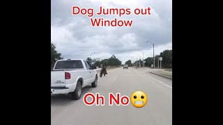 DOG JUMPS OUT OF MOVING TRUCK IN FRONT OF BIKER mt09 pets [upl. by Georgianna]