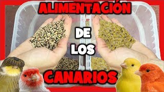 COMIDA para CANARIOS 🐤 TRUCOS ALIMENTACION de CANARIOS para la CRIA de CANARIOS  MIXTURA CANARIOS [upl. by Air]