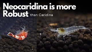 Maybe I keep Neocaridinas instead because  Caridina Shrimp Tank [upl. by Pacificia101]