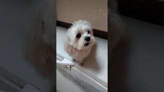 When Maltese barking 😠😂 [upl. by Inahpets407]