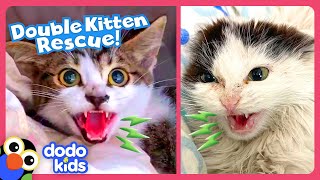 Hissing Kittens Need To Be Rescued  Dodo Kids [upl. by Akemor]