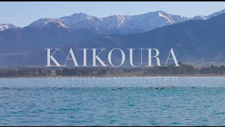 Kaikoura Dolphin Encounter [upl. by Dang876]