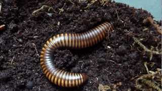 Pelmatoiulus sp Cameroon Gold Stripe Millipede Burrowing [upl. by Deaner158]