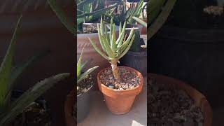 Aloe Hyrbids Barberae plus Dichotoma equals Aloe Hercules [upl. by Mosa]