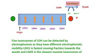 isoenzymes [upl. by Aisset660]