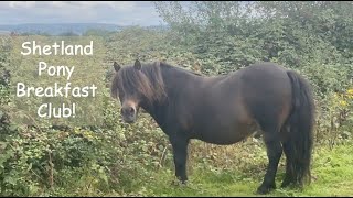 Shetland Pony Breakfast Club TV Episode 453 [upl. by Onder18]