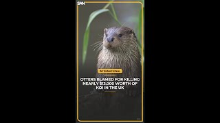 Otters Blamed for 13000 Koi Massacre in UK [upl. by Oilisab]