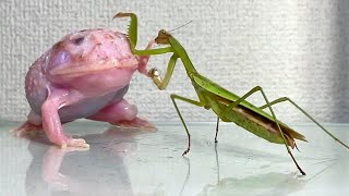 praying mantis trying to eat a frog Pacman frog  African bullfrog【LIVE FEEDING】 [upl. by Anirbaz]