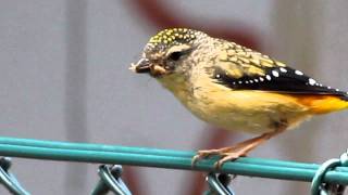 Spotted pardalote  taking insect to nest [upl. by Connors322]