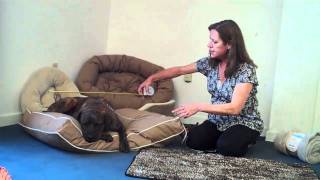 Selecting the Right Bed for Your Dog [upl. by Nekcerb]