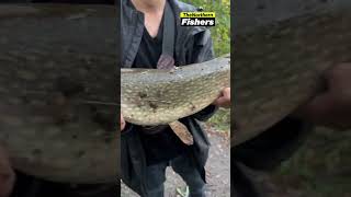 ‼️‼️How to catch a Northern Monster fishingvideo pikefishing fishingadventure [upl. by Corb755]