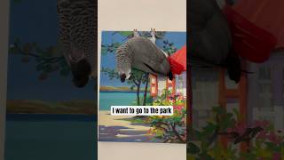 Upside down bird wants to go to the park africangrey shorts [upl. by Rora]