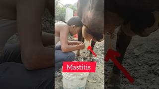 Mastitis in cowviralvideo viralvideo [upl. by Nawat343]