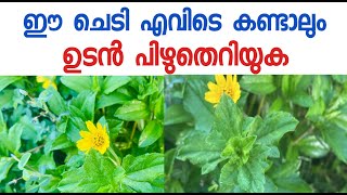 ഈചെടിയെ സൂക്ഷിക്കുക Sphagneticola trilobata സിംഗപ്പൂർ ഡെയ്സി [upl. by Dorran]