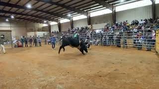 Dicha De Lagartero Vs Alma Negra de rancho san Grabiel en culman alabama🇺🇲 [upl. by Yzmar61]