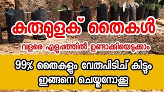 കുരുമുളകു തൈകൾ വളരെ എളുപ്പത്തിൽ ഉണ്ടാക്കിയെടുക്കാം how to grow black pepper plant at home2019 [upl. by Ciryl]