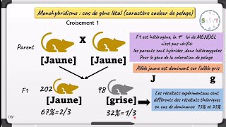 Monohybridisme✨cas de gène létal✨cours svt 📑 2bac svtpcgenetics svt bac2024 [upl. by Ellehcor]