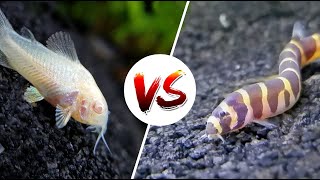 Cory Catfish vs Loaches – Which is Better [upl. by Adnolehs]