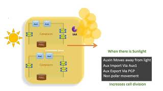 Auxin transport in plants [upl. by Socem]