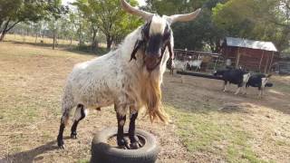 Indigenous veld goats Northern cape speckled ram [upl. by Buchbinder]