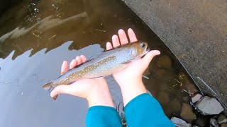 Fall 2024 Multispecies Creek Fishing in Eastern Pennsylvania [upl. by Gare]