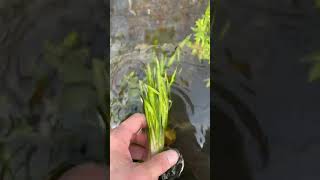 VALLISNERIA TORTA SPIRAL VAL Aquarium Plant For Sale [upl. by Ahselat]