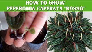 See how I successfully propagated Peperomia Caperata quotRossoquot from 1 tiny leaf [upl. by Evadnee]