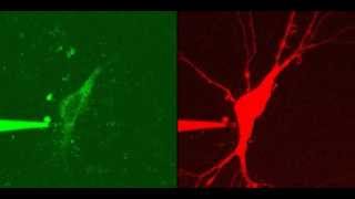 Inject Dye into a cell using a MM3ALS micromanipulator [upl. by Perr554]