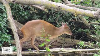 HG UKLM 018  20230624  Muntjac Deer [upl. by Adierf983]