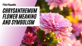 Chrysanthemum Flower Meaning and Symbolism [upl. by Cameron]