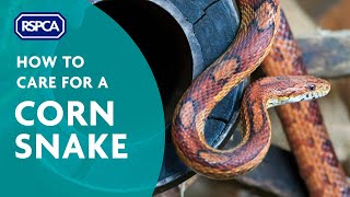 How to care for a corn snake [upl. by Colline794]