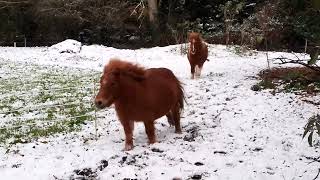 Poneys shetland qui galopent dans la neige [upl. by Hollander]