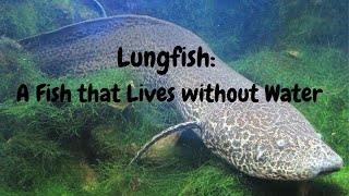 Lungfish A Fish can live without water [upl. by Anaib]