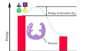 ENZYMES ACTIVATION ENERGY [upl. by Walczak]