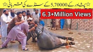 Peshawar k 570k Ke sandy ki Qurbani  63M  Views  Eid 22  IRSHAD91 [upl. by Booze660]