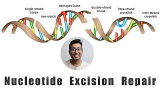 Nucleotide Excision Repair Explained for Medical Students [upl. by Eiramnaej]